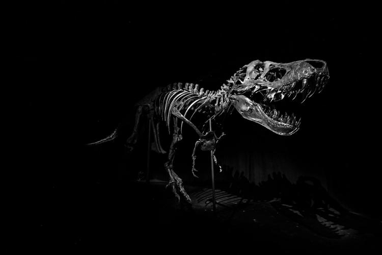 T. rex skeleton, the world's most expensive fossil, gets a new home