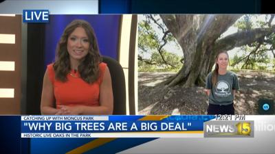 Moncus Park Live Oak Interview