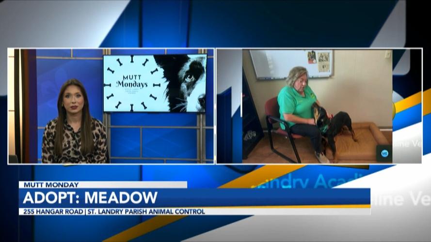 Meadow Interview.jpg
