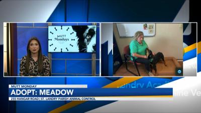 Meadow Interview.jpg