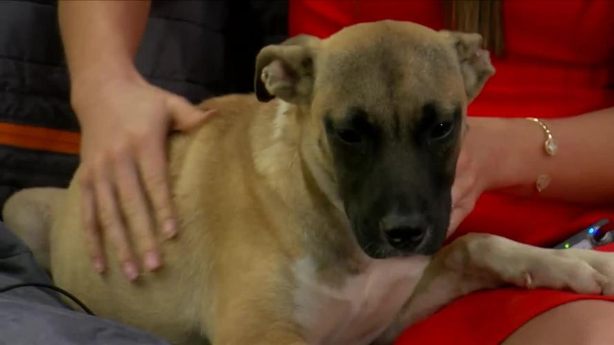 Adopt Tammy 2.jpg