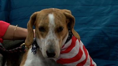 adopt O'livia.jpg