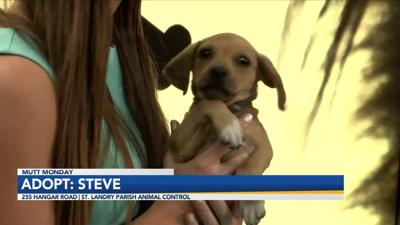 Adopt Steve!.jpg