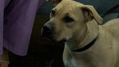 ADOPT REMI.jpg