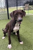 Furever Home Friday: Adopt Penelope! Lafayette Animal Care Centers Pet of the Week